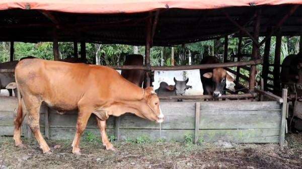 Jelang Idul Adha, Pasaman Perketat Pemeriksaan Hewan Kurban dari Luar Daerah