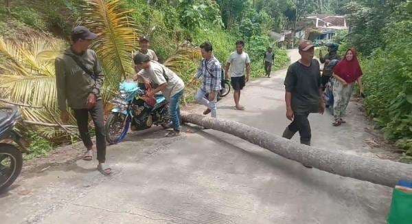 Angin Kencang Sebabkan Pohon Kelapa Tumbang Tutupi Jalan di Cihara, Pengguna Jalan Terhambat!