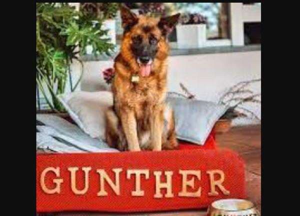 5 Hewan Terkaya di Dunia, Kekayaannya Ada yang Tembus Triliunan Rupiah