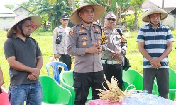 Kapolres Sumba Timur Panen Jagung Bareng Warga: Ubah Lahan Tidur Jadi Ladang Harapan