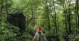 RI Ajak Dunia Kolaborasi Selamatkan Mangrove di COP 30 Brasil