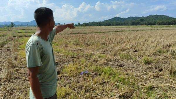 143 Hektare Sawah di Konawe Terancam Gagal Tanam Akibat Kurangnya Pasokan Air Bendungan Ameroro
