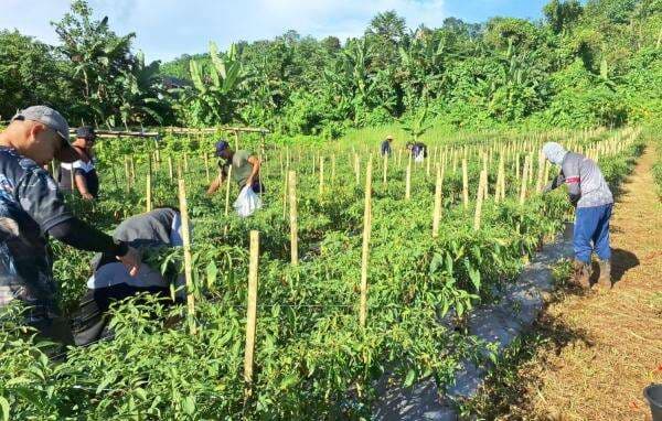Panen Cabai 1,3 Ton, Zona Bakamla Tengah Tegaskan Komitmennya Kawal Ketahanan Pangan Nasional