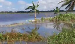 Banjir Merauke Rendam Ratusan Hektare Sawah dan Pemukiman Warga, Petani Gagal Panen