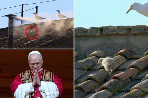 Viral Bayi Burung Camar Muncul di Atap Kapel Sistina Sebelum Paus Leo XIV Diumumkan