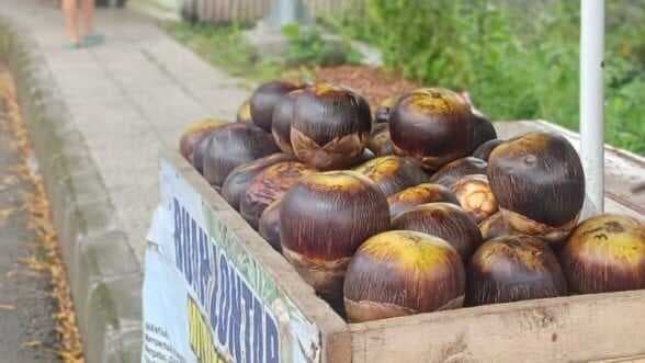 Buah Lontar yang Kaya Khasiat dan Kini Tersedia di Kota Tasikmalaya Buah Lontar yang Kaya Khasiat dan Kini Tersedia di Kota Tasikmalaya