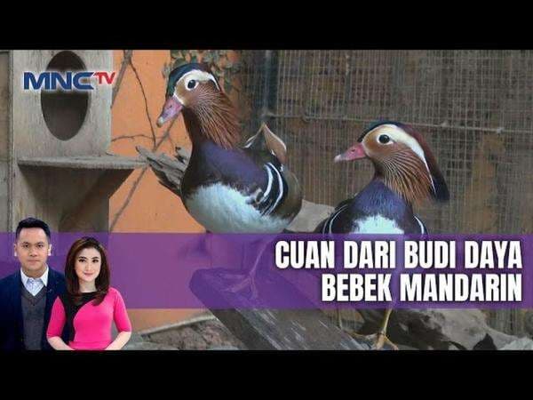 Budidaya Bebek Mandarin Raup Untung Besar, Harga Indukan Rp15 Juta Budidaya Bebek Mandarin Raup Untung Besar, Harga Indukan Rp15 Juta
