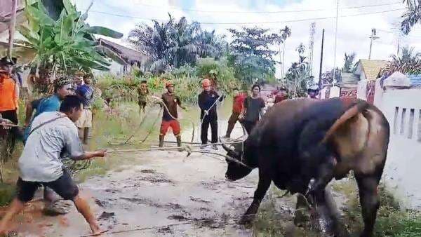 Sapi Qurban Kabur ke Pemukiman Warga Saat Akan Disembelih, Evakuasi dibantu Petugas Damkar