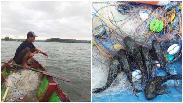 Populasi Ikan Sapu-sapu di Waduk Kedungombo Melonjak Pesat, Nelayan Resah Jaring Kerap Robek