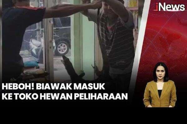 Heboh Biawak Acak-acak Toko Hewan Peliharaan di Bangkalan, Dievakuasi Petugas Damkar