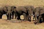 Botswana Ancam Kirim 20.000 Gajah untuk Bebas Berkeliaran di Jerman
