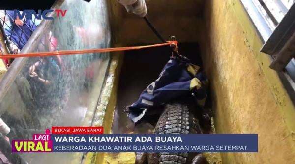 Dua Buaya Peliharaan Dievakuasi Damkar di Bekasi, Sempat Sulit Dikeluarkan