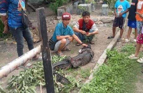 Karawang Geger Seekor Buaya Muncul di Permukiman Warga