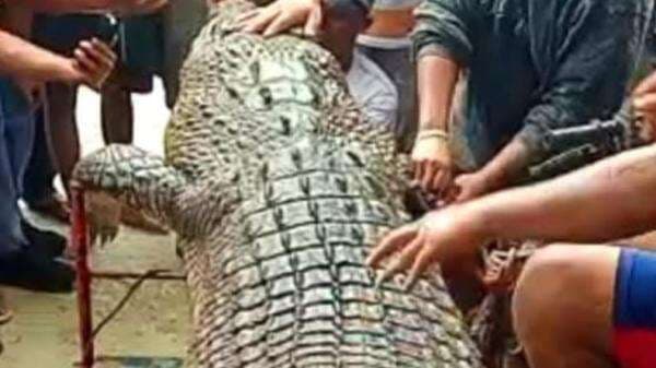 Ngeri! Remaja di Jambi Tewas Dimangsa Buaya, Tubuh Ditemukan Tidak Utuh