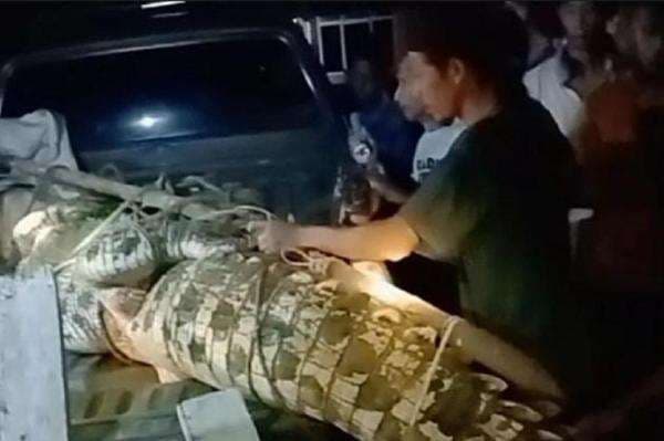 Buaya Muara Pemangsa Warga Tanggamus Ditangkap, Panjang Capai 4,5 Meter