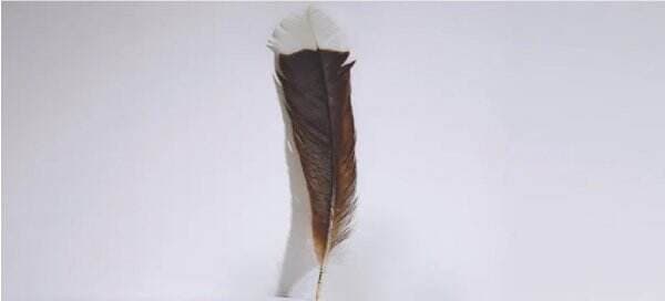 Bulu Termahal di Dunia Laku Terjual Seharga Rp457 Juta, Bulu Burung Huai yang Sudah Punah