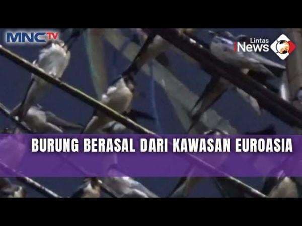 Fenomena Langka: Ribuan Burung Layang-Layang Eurasia Migrasi ke Solo