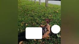 Mayat Pria Ditemukan di Pinggir Tol Jagorawi, Tangan dan Kaki Terikat