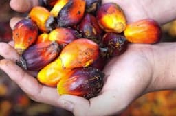 Harga CPO Catat Penurunan Mingguan Pertama dalam Tiga Pekan