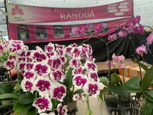 Dari Supir Anggrek Menjadi Sultan Ragunan: Kisah Sukses Rangga Berkat KUR BRI Dari Supir Anggrek Menjadi Sultan Ragunan: Kisah Sukses Rangga Berkat KUR BRI