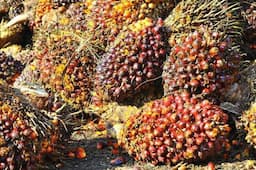 TAPG Operasikan Pabrik Biokokas Cangkang Sawit di Kalimantan Barat