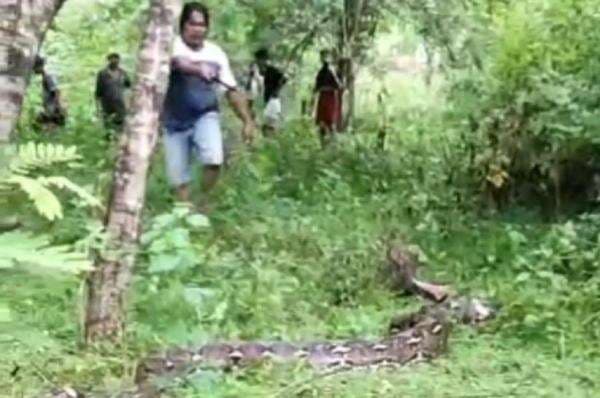 Nenek di Buton Tewas Dililit Ular Piton 7 Meter