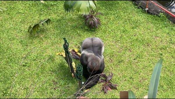 Libur Nataru, Atraksi Gorila Beratribut Natal Jadi Primadona Taman Margasatwa Ragunan