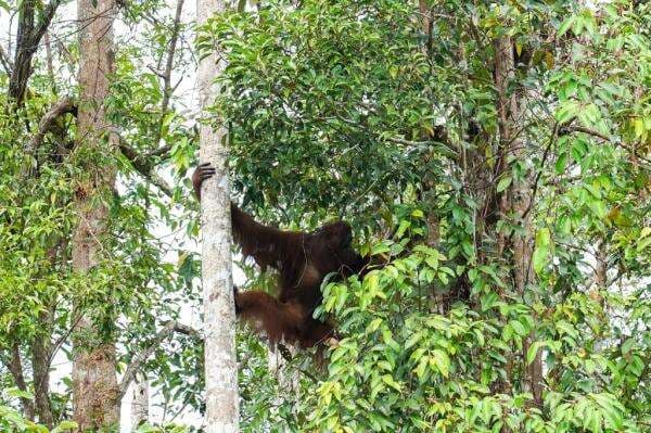 2 Orang Utan Dilepasliarkan di Tanjung Puting Kalteng, Begini Penampakannya