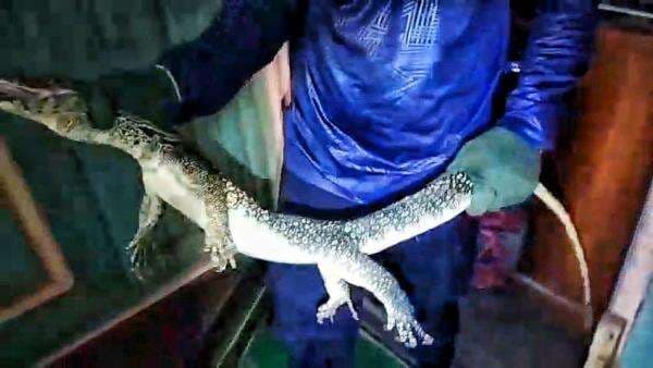 Damkar Palangka Raya Berhasil Evakuasi Biawak 1 Meter yang Jatuh dari Plafon Rumah Warga