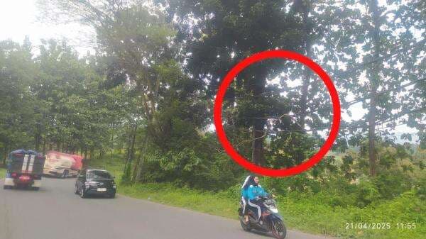 Dahan Pohon Tersangkut di Kabel PLN di Jalan Petir Bantarbolang, Bikin Pengendara Khawatir