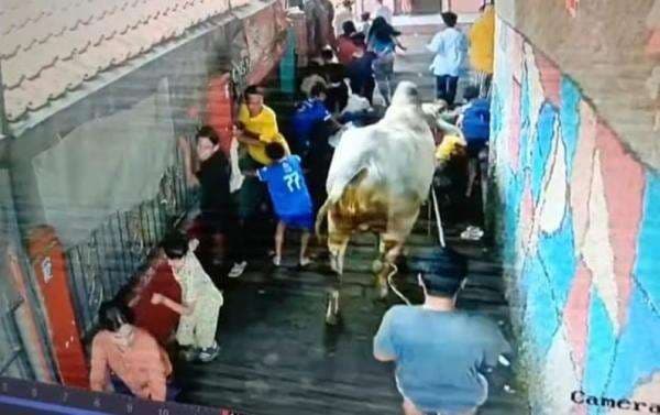 Heboh! Sapi Kurban Berbobot 500 Kg Ngamuk Seruduk Warga di Kopo Bandung
