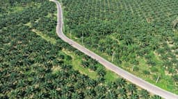 Harga CPO Melemah Empat Pekan Beruntun