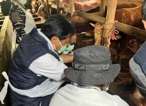 Jelang Idul Adha Pemkot Cirebon Lakukan Pengecekan Kesehatan Ribuan Hewan Kurban di Beberapa Tempat