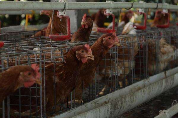 Peternakan Ayam Petelur dan Burung Puyuh di Desa Buwek Potensial Kembangkan Ekonomi Kerakyatan