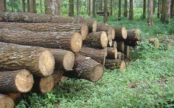 Presiden Direktur SLJ Global (SULI) Suntik Dana ke Perusahaan Rp26 Miliar 