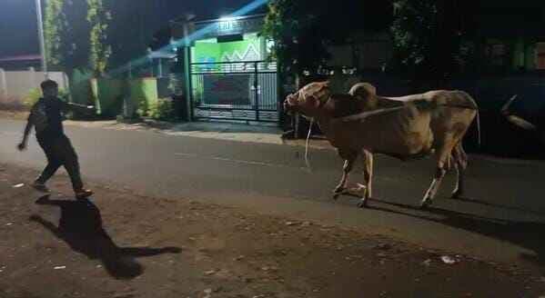 Sempat Bikin Panik, Sapi Kurban di Banjar Kabur ke Jalan Raya Sebelum Disembelih