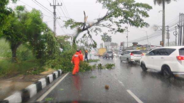 Ciamis Kembali Dilanda Hujan Badai, Rumah Warga Diterjang Pohon Tumbang Ciamis Kembali Dilanda Hujan Badai, Rumah Warga Diterjang Pohon Tumbang
