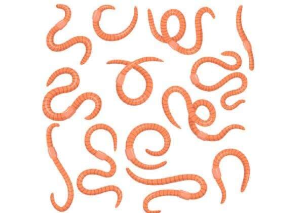 Balita Meninggal karena Cacingan, Dokter Ungkap Gejalanya