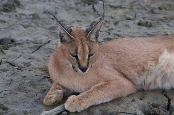 Kenapa Harga Kucing Caracal Sangat Mahal? Ini Jawabannya