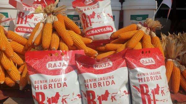 Produksi Jagung Nasional Diprediksi 18 Juta Ton Sepanjang 2026