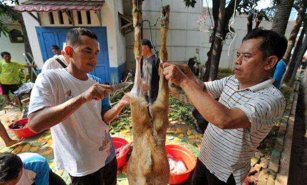 PGN Group Bagikan 955 Hewan Kurban, Tebar Berkah Idul Adha di Berbagai Wilayah PGN Group Bagikan 955 Hewan Kurban, Tebar Berkah Idul Adha di Berbagai Wilayah