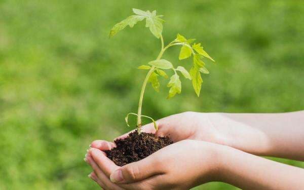 Mengenal Reboisasi, Strategi Pemulihan Ekosistem dan Ketahanan di Pesisir