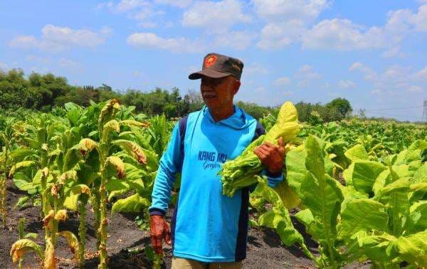 Petani Tembakau Bojonegoro Mulai Panen, Harga Kering Tembus Rp40 Ribu per Kg