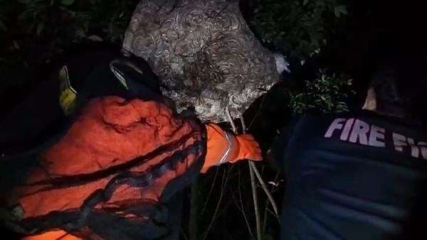 Petugas Damkar Evakuasi Sarang Tawon Vespa berukuran besar yang Membahayakan Warga