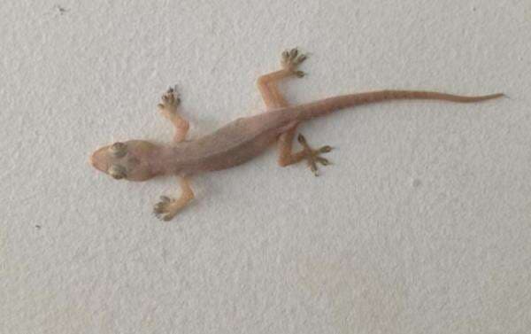 Arti Mitos Kejatuhan Cicak, Benarkah Tanda Musibah dan Kabar Duka? Arti Mitos Kejatuhan Cicak, Benarkah Tanda Musibah dan Kabar Duka?