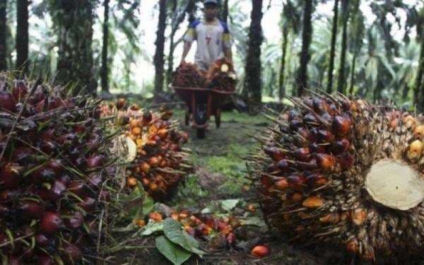 10 Emiten Sawit dengan Laba Terbesar di 2024, TAPG Panen Cuan