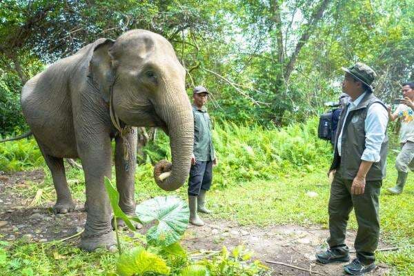 Pastikan Koridor Gajah Sumatera Aman, Menhut Tinjau Bentang Seblat Pastikan Koridor Gajah Sumatera Aman, Menhut Tinjau Bentang Seblat