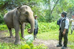 Pastikan Koridor Gajah Sumatera Aman, Menhut Tinjau Bentang Seblat 