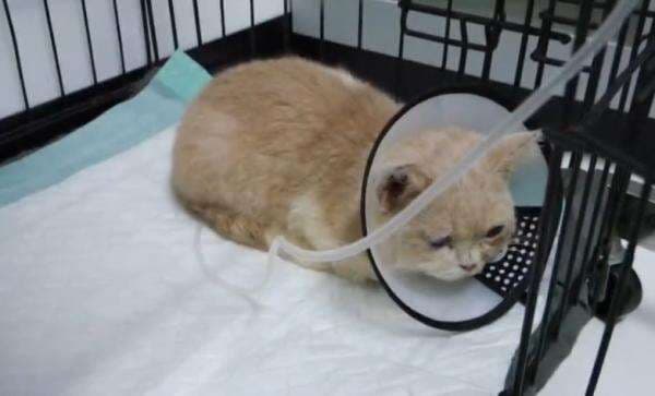 Kucing Uya Kuya Stres akibat Penjarahan, Begini Kondisinya Sekarang