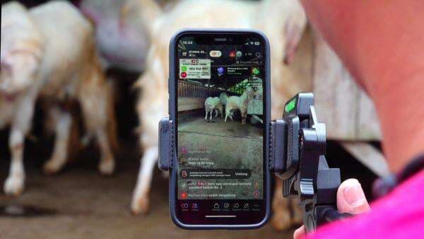 Pemuda Senduro Sukses Jualan Kambing Kurban Melalui Live Tiktok, Omset Hingga Rp300 Juta Pemuda Senduro Sukses Jualan Kambing Kurban Melalui Live Tiktok, Omset Hingga Rp300 Juta
